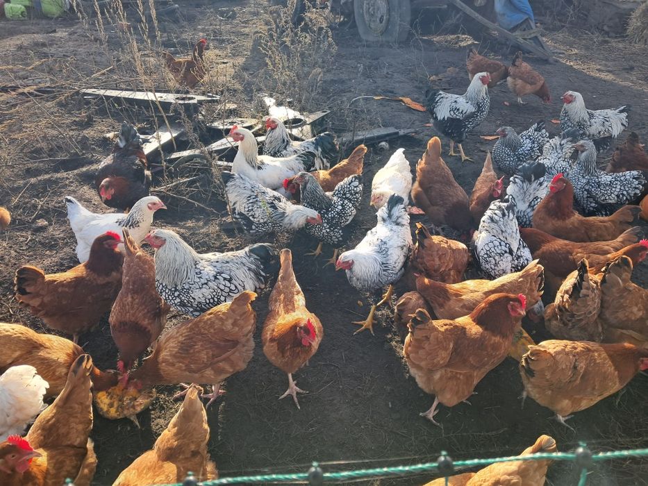 Koguty młode wyandotte rosa