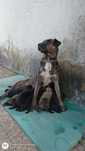 Cães de raça Fila De São Miguel