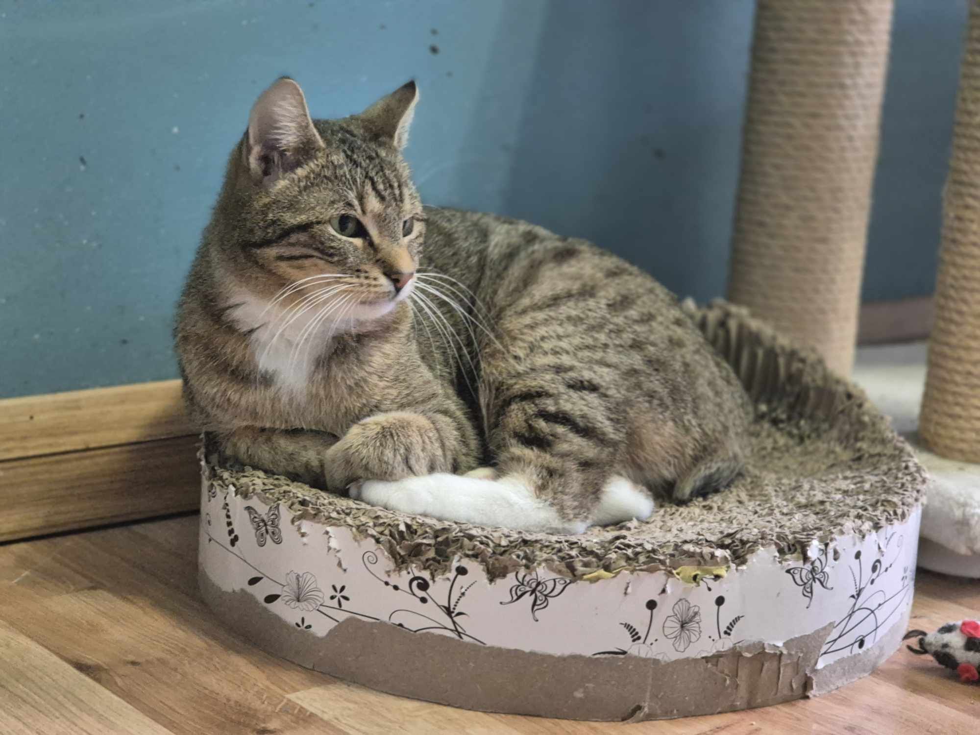 Dynia bardzo chce do domu -kot do adopcji