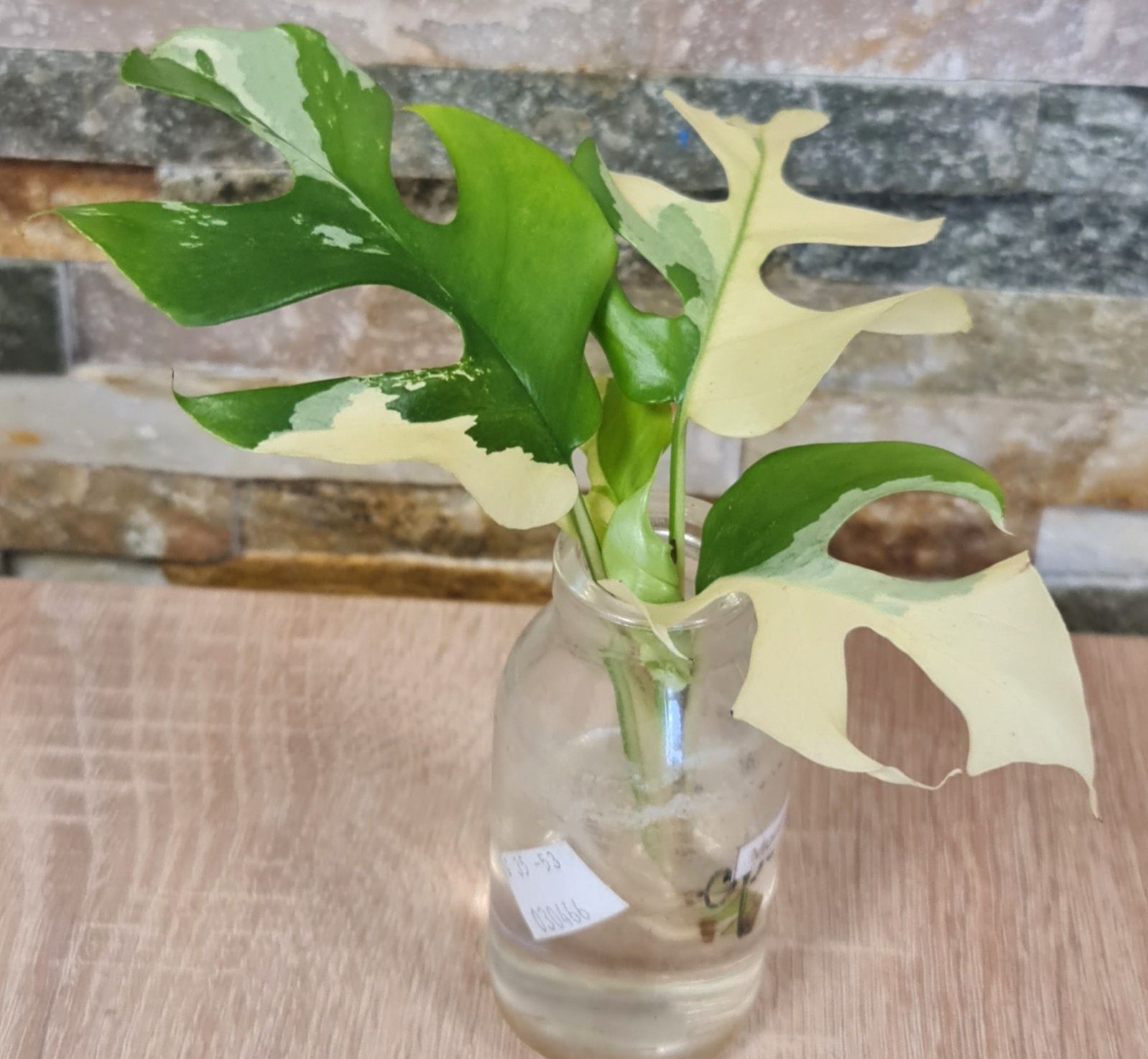 Rhaphidophora Tetrasperma Albo var.4 liście