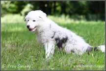 psy szczeniaki Border Collie rodowód ZKwP, FCI