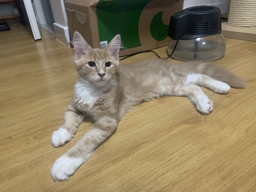 Maine Coon Beżowo-Biały