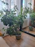 Szeflera drzewkowata Schefflera arbolicora Compacta 140 cm