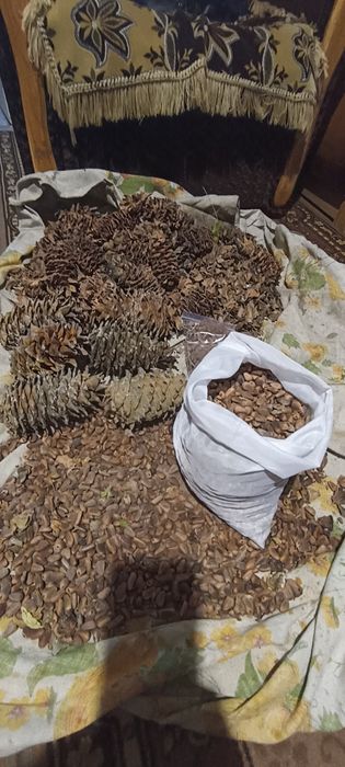 Семена Шишки Кедру Корейського Маньчжурского