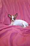Malutka suczka Chihuahua