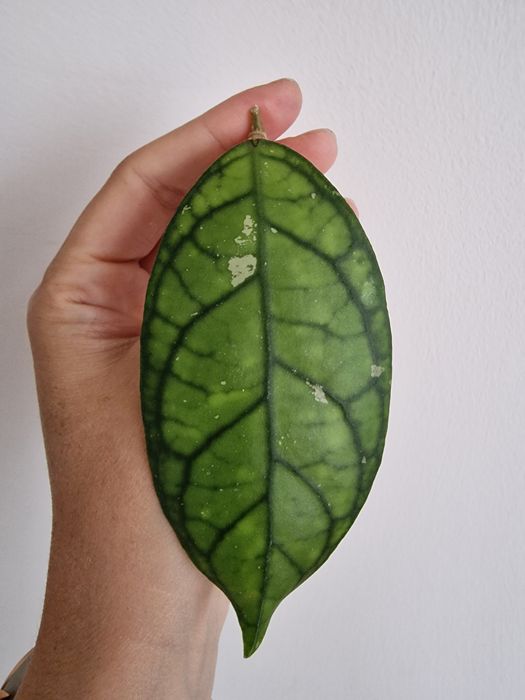 Hoya Black Cat cięta