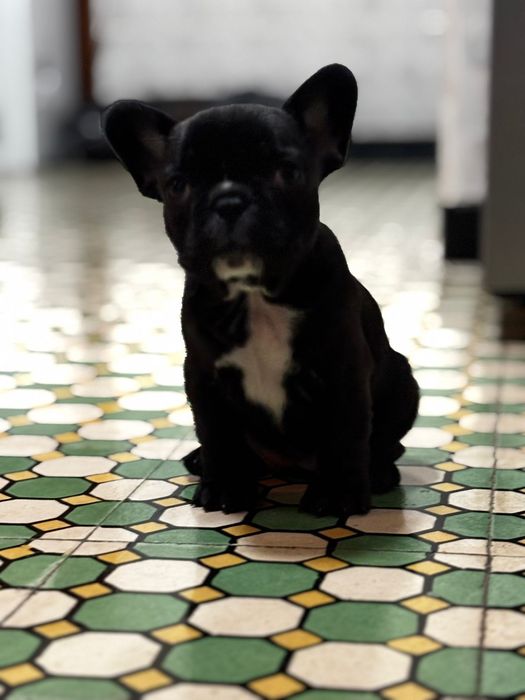 Buldogue francês fêmea