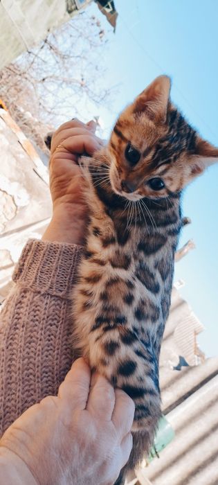 Котенок домашний леопард