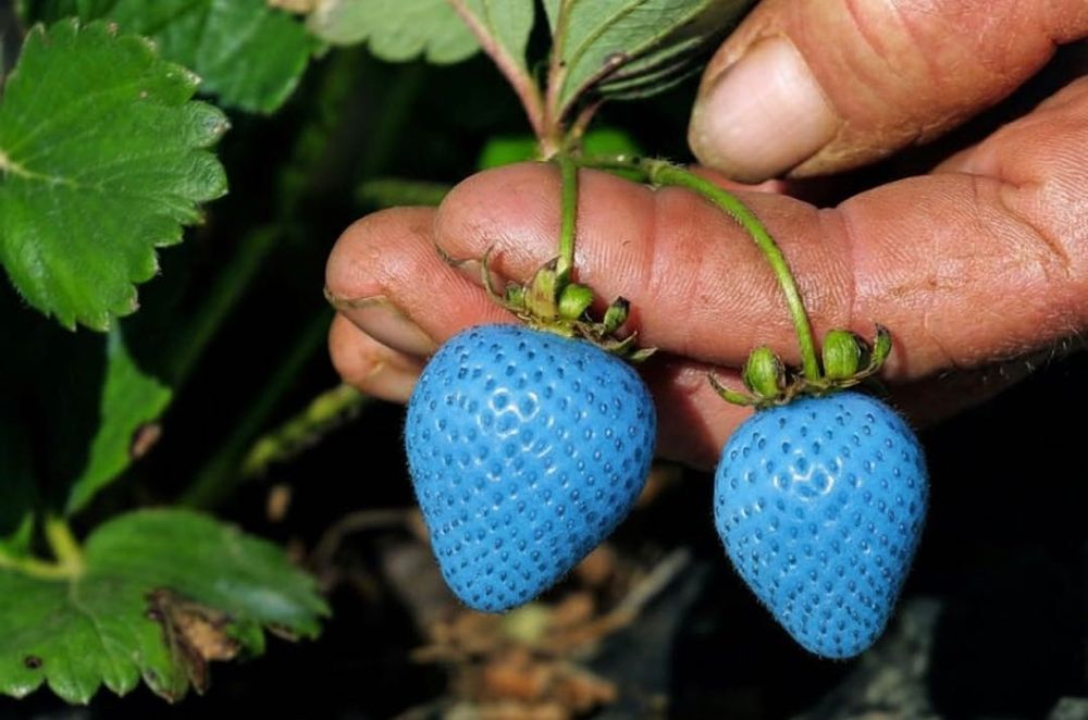 Sementes de Morango Azurina