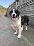 Piesek BORDER COLLIE o unikatowym umaszczeniu