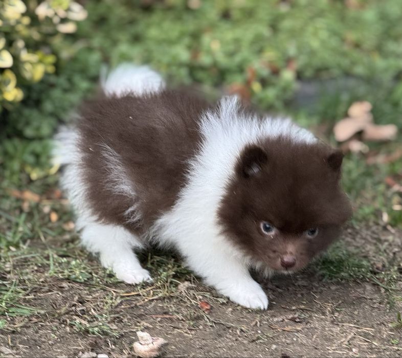 Pomeranian czekoladowy ekstra klasa z rodowodem szpic miniaturowy