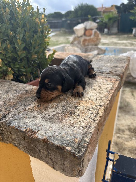 Magrnifica menina teckel pelo liso