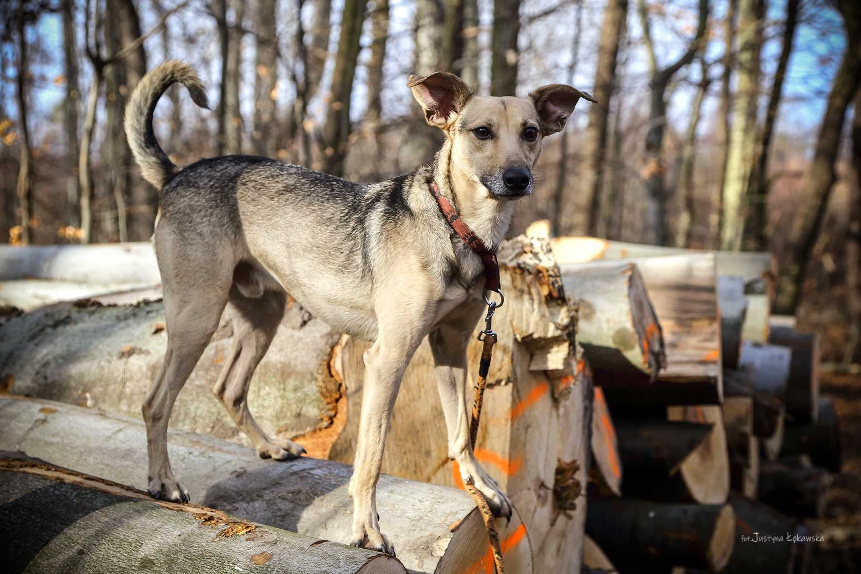 Marfi /Smerf - średniej wielkości, radosny i przemiły psiak szuka domu