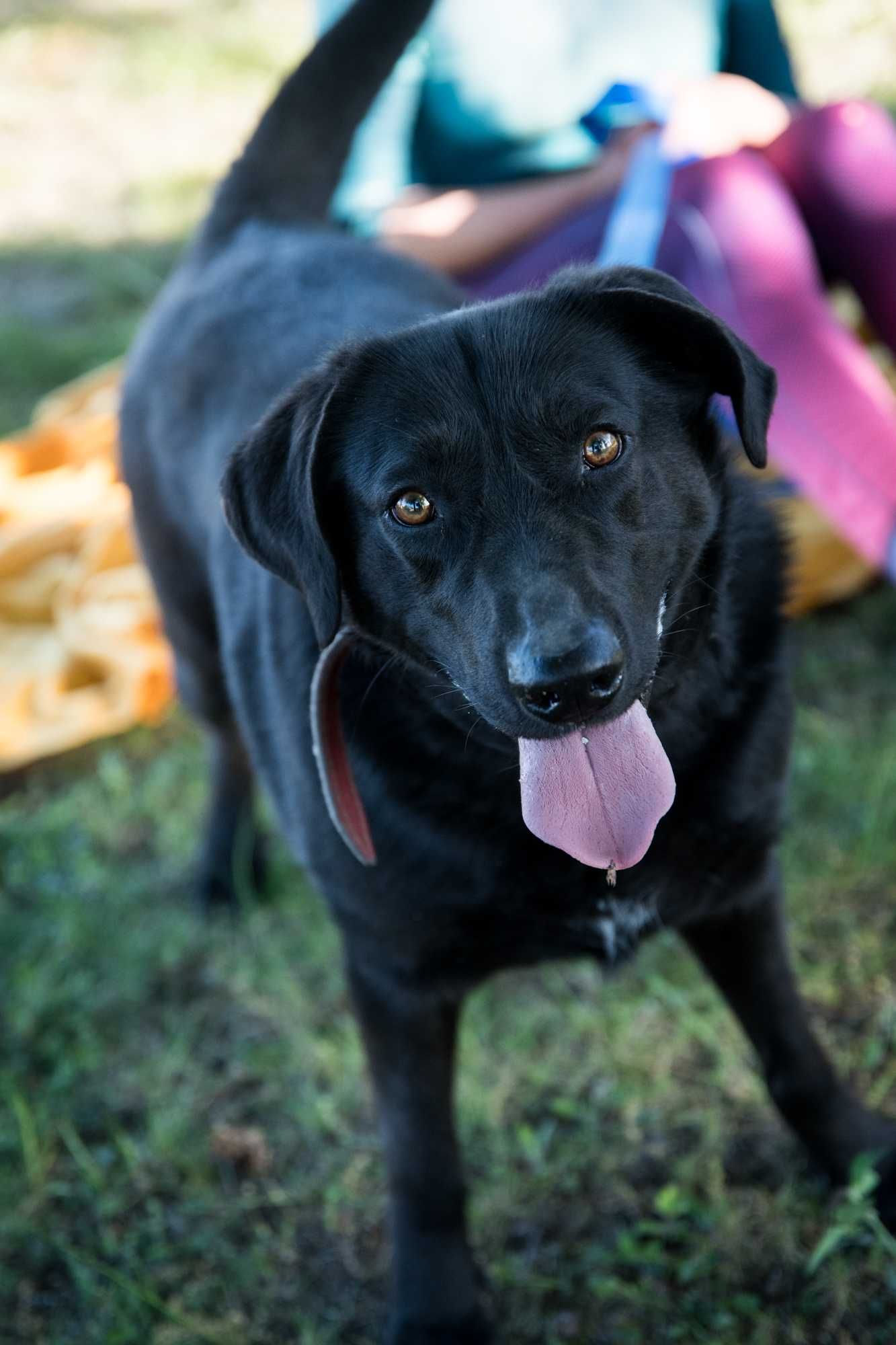 OSKAR – energiczny labrador wciąż czeka na swój dom
