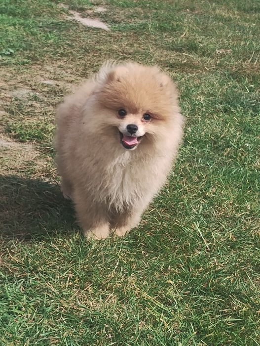 Szpic miniaturowy Pomeranian