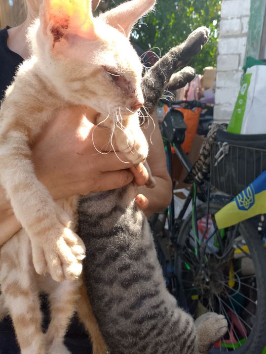 Продам котят  Сфинкс
