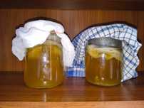 Siostry kombucha się okociły (oddam dzieci do własnego słoika)