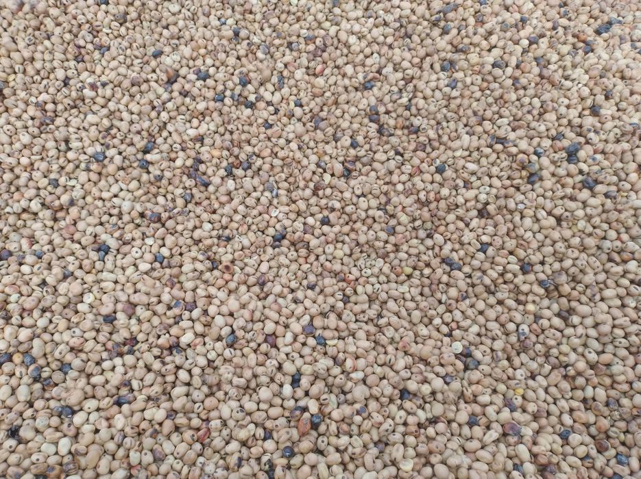 Bobik Nadwiślański ekologiczny