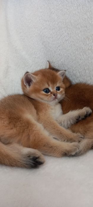 Шотландские котята .Золотая тикированная шиншилла ny 25..