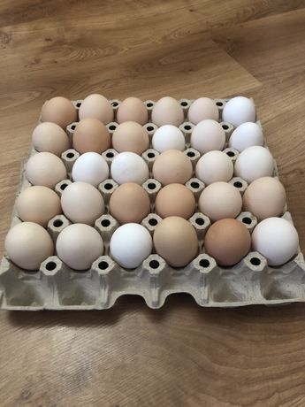 Świeże jaja jajka wiejskie z wolnego wybiegu