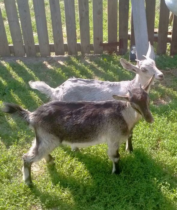 Продам козенят різного віку