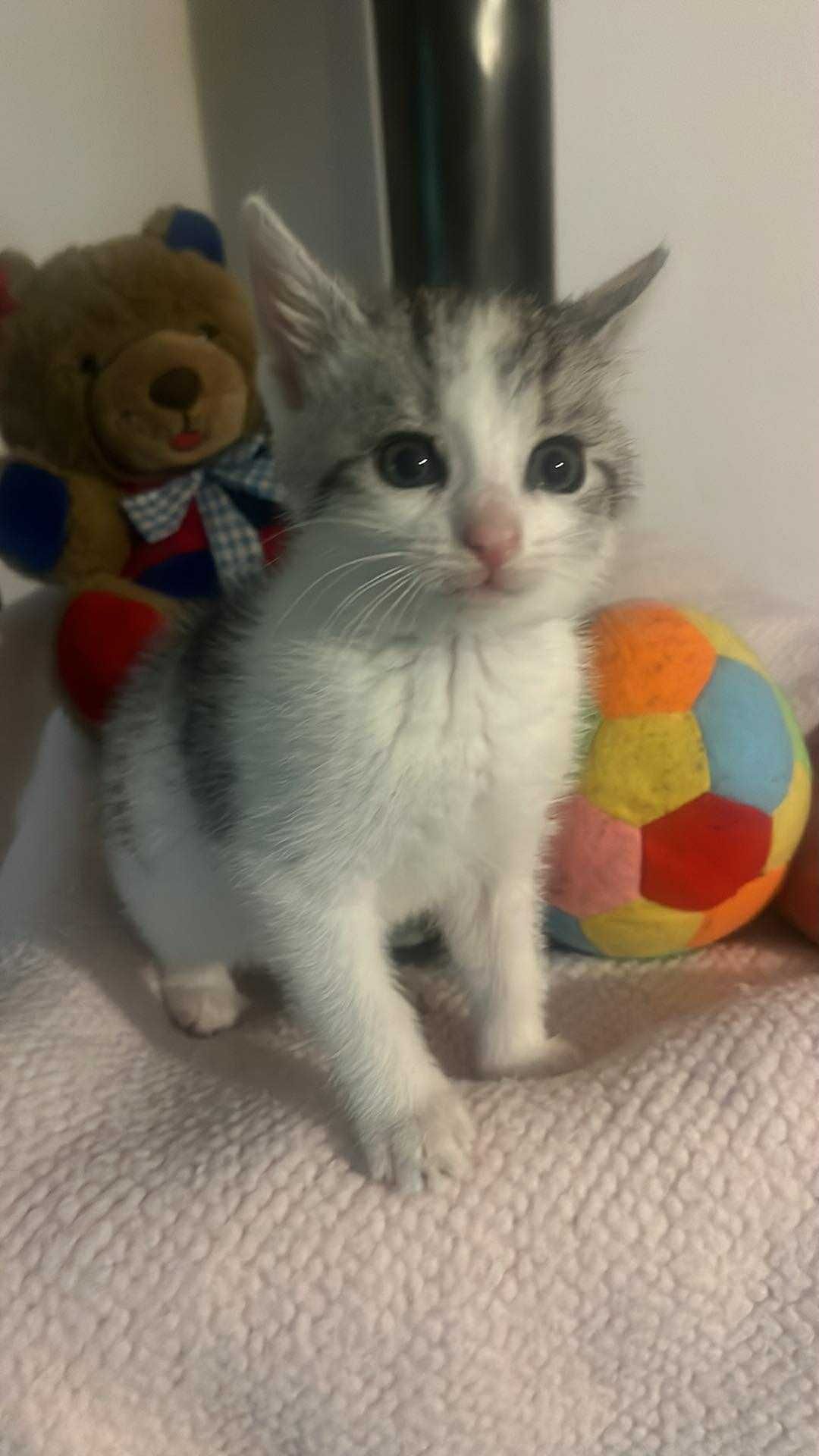 Śliczna koteczka do adopcji