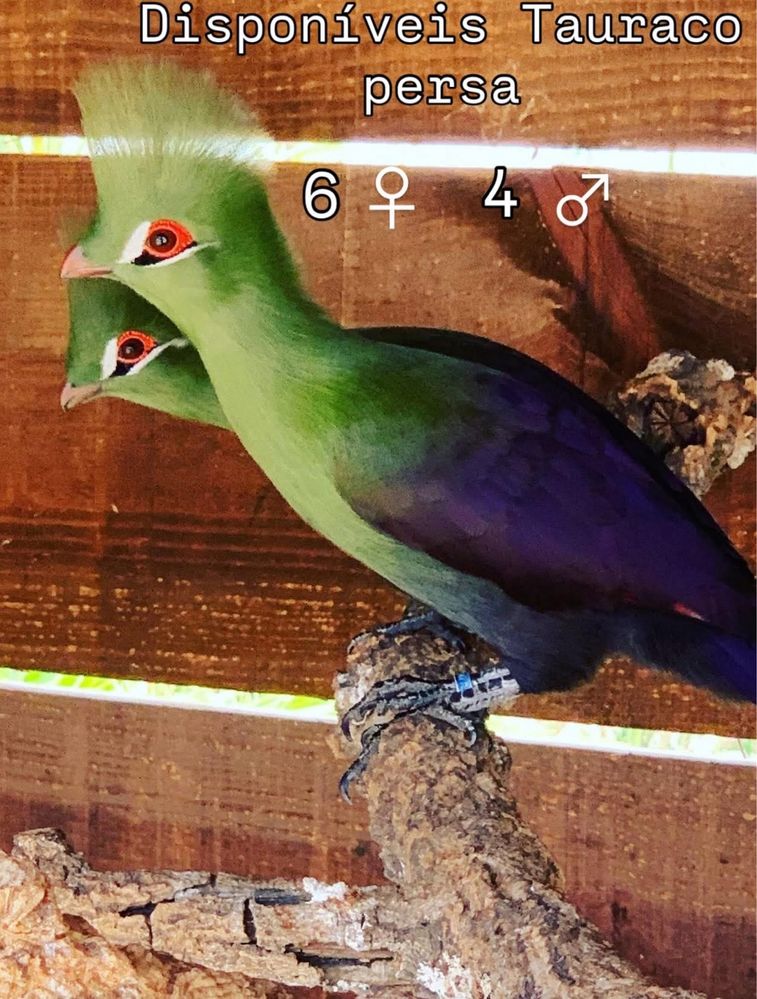 Maguenigico  Tauraco persa
