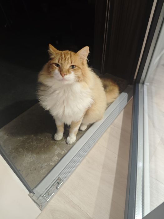 Gato tipo Bosques da Noruega para Adoção!