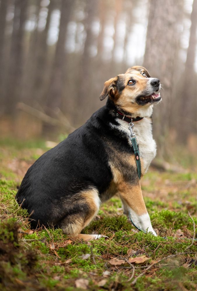 Niesamowita Osika do adopcji, za darmo.