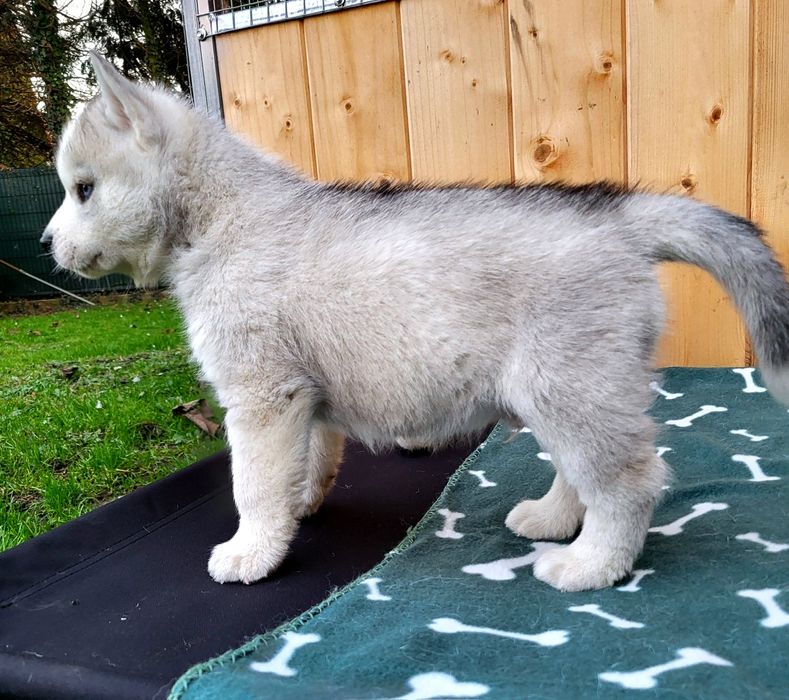 ICE MOON piesek po championach zkwp fci siberian husky