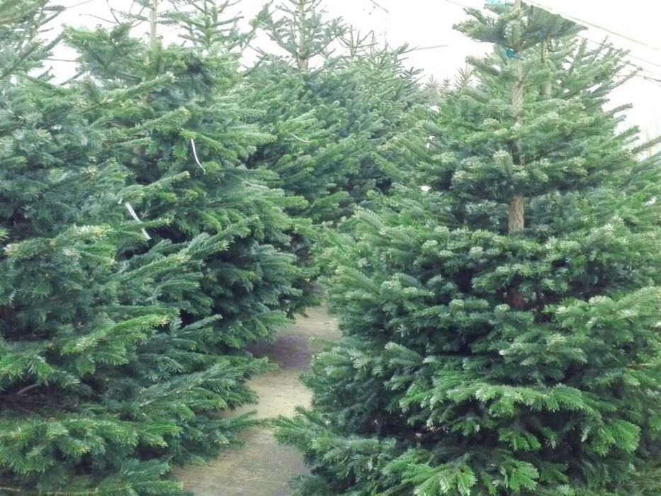 drzewka choinki jodła świerk Poznań z dowozem