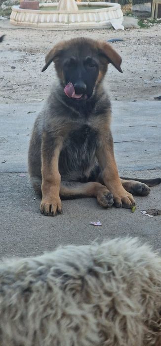 Pastor alemão macho