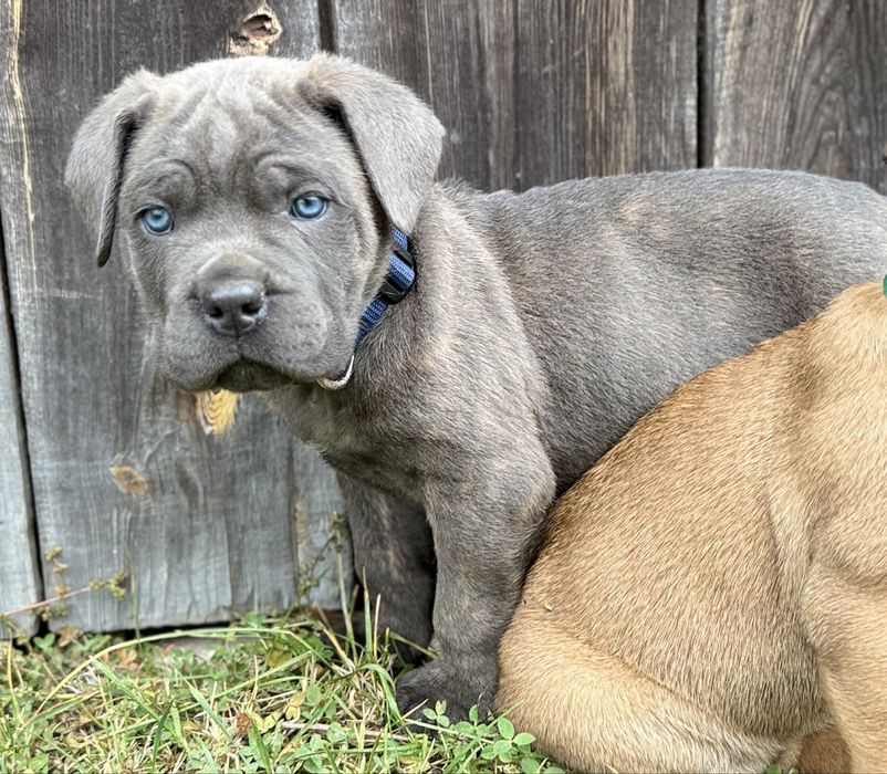 Cane corso samiec z rodowodem