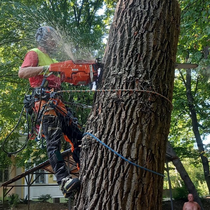 Видалення дерев арбористика, вирубка, спил, спилювання, валка