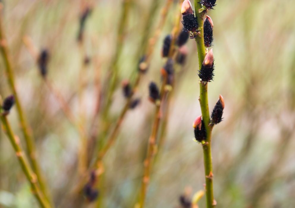 Wierzba 'Kurome' Czarne bazie (Salix gracilistyla) Doniczka 2.0L