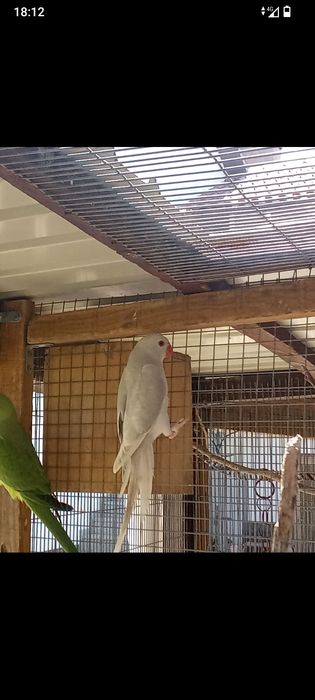 Ring neck fêmea 2025