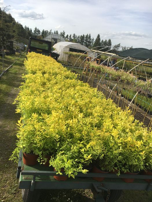 Tawuła japońska ’Goldmound’ (Spiraea japonica)- 30-40cm