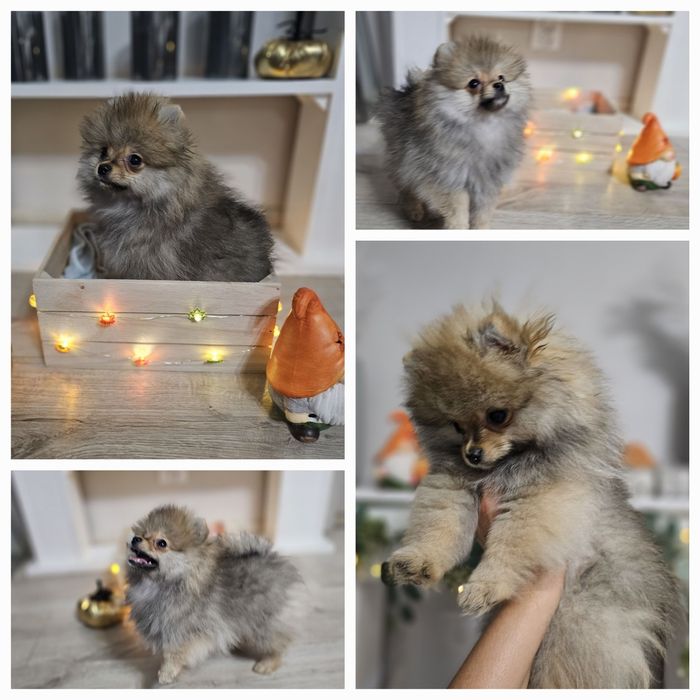 Piesek szpic miniaturowy pomeranian ZKwP FCI orange sable