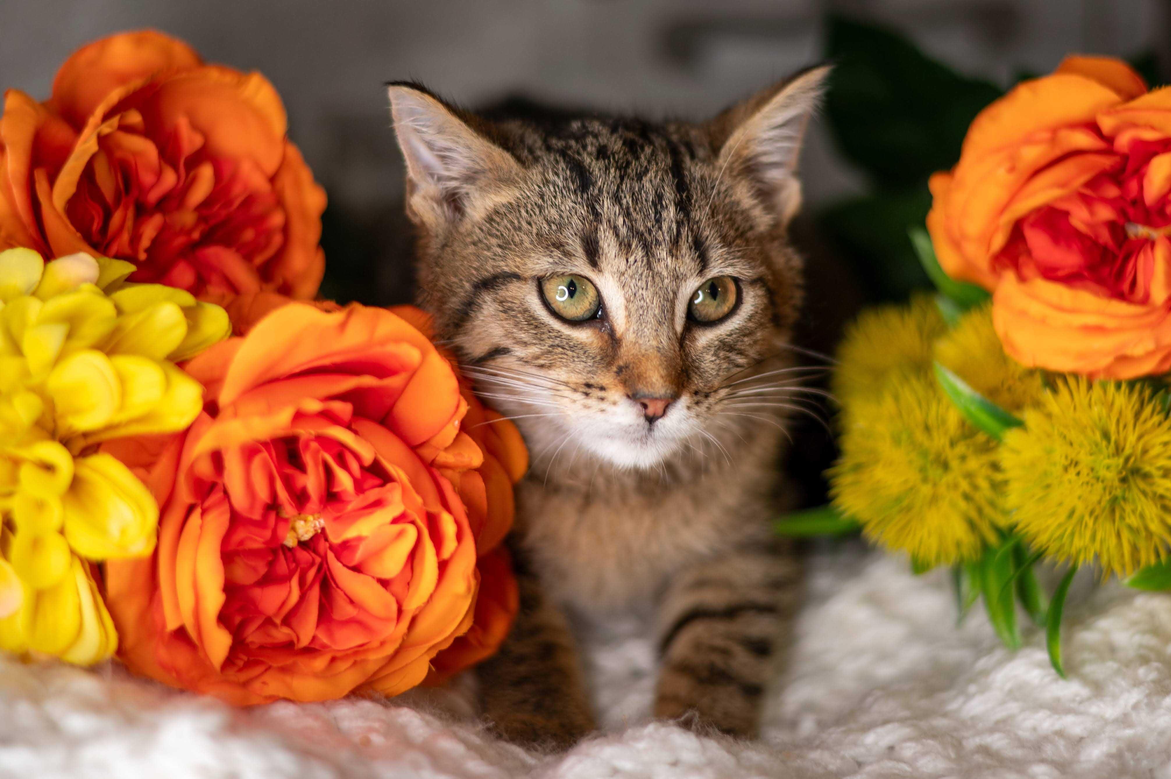 PARMEZAN kocur do adopcji