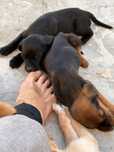 8 cachorros para adoção
