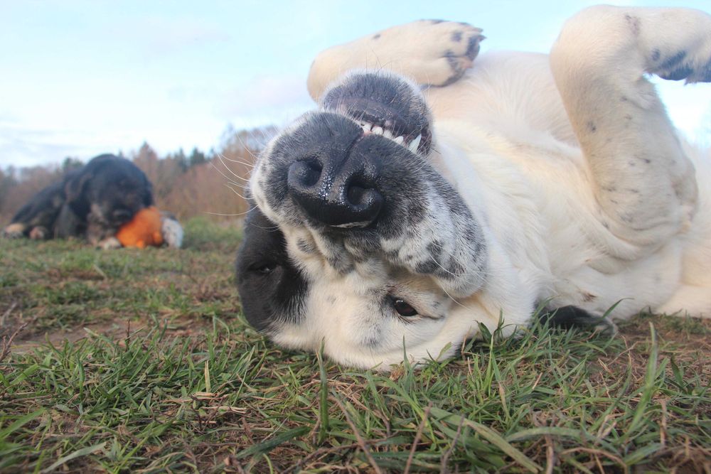 Hes to miły pies i szuka najlepszych ludzi