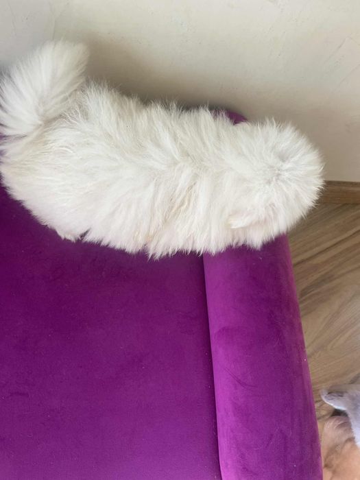 Szpic miniaturowy Pomeranian suczka gotowa do odbioru