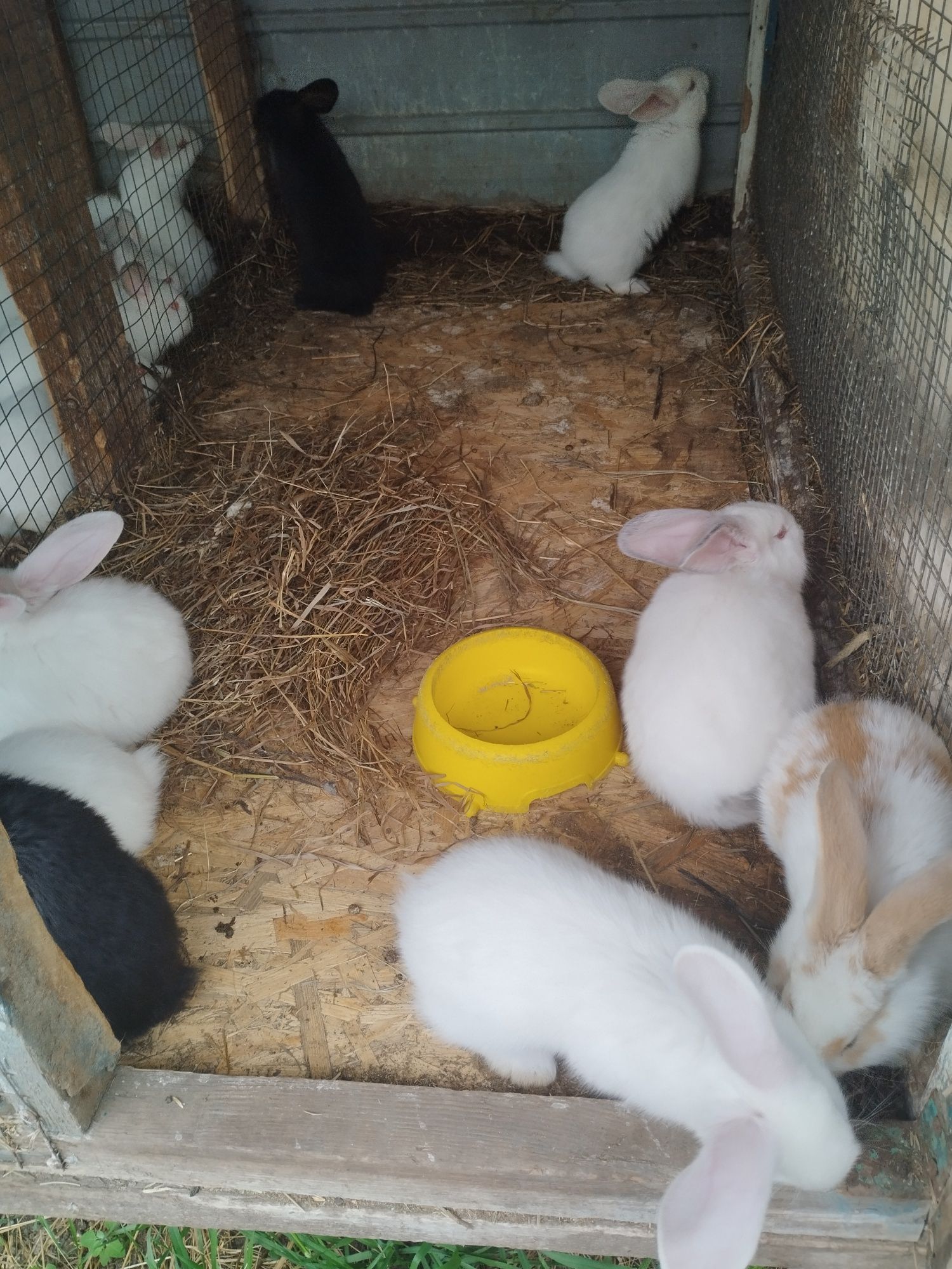 Продам крольчат месичных