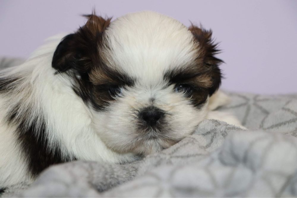 Śliczna sunia shih tzu! Gen BLUE!