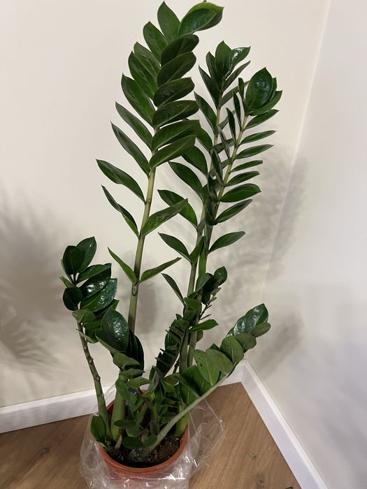 Заміокулькас акційний 105 см