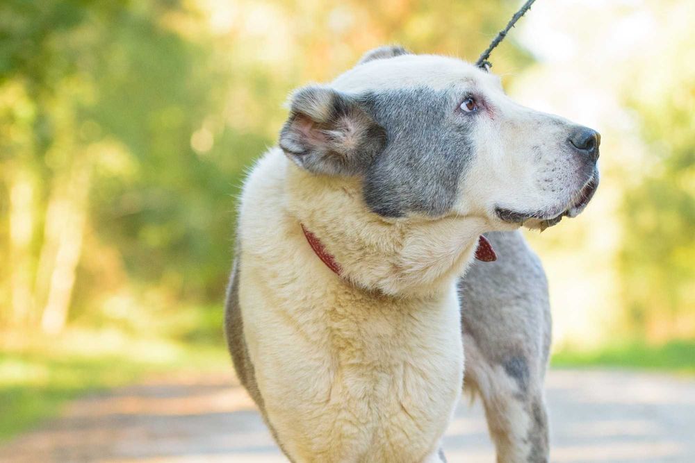 ZARA - duża smutna sunia w typie owczarka środkowoazjatyckiego