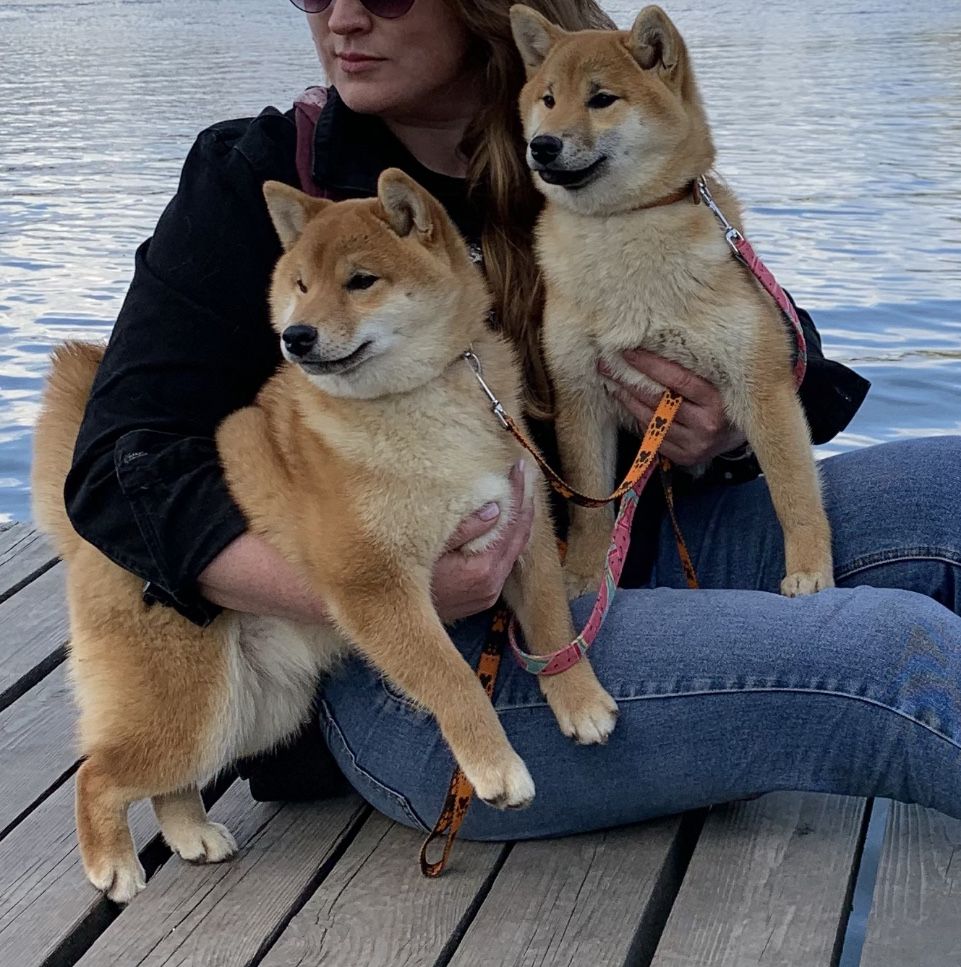 Дівчатка шиба іну, Shiba Inu. З Рідкісним Родовідом.