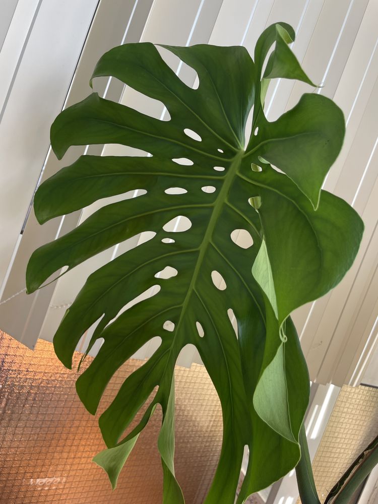 Monstera planta interior