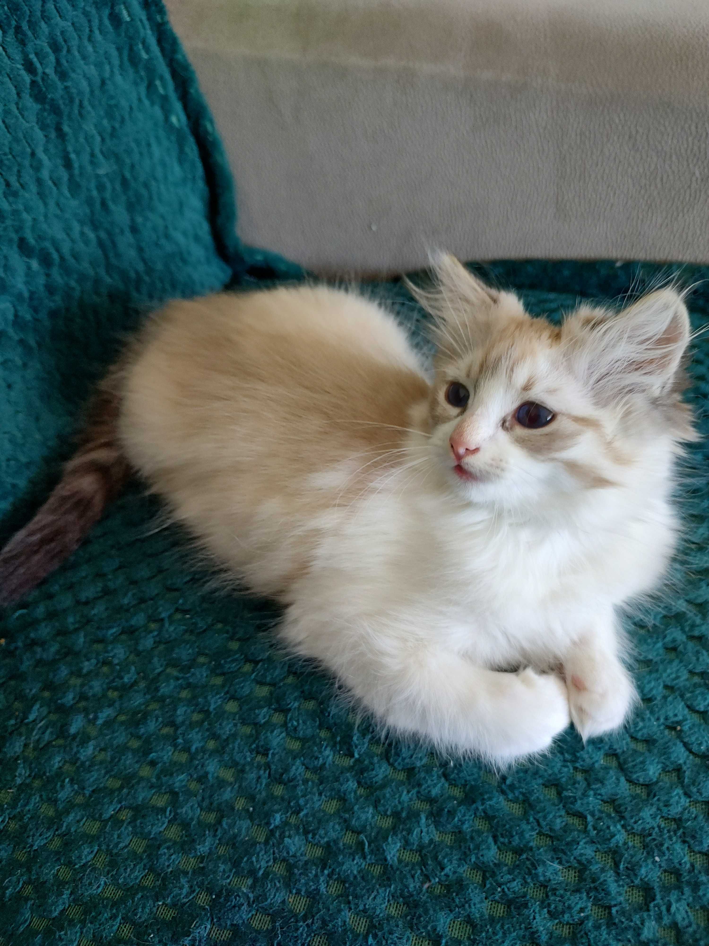 Piękna pręgowana kotka ragdoll