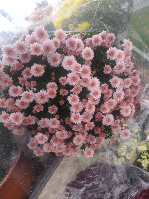 Chryzantemy różne kolory i  wielkości doniczka